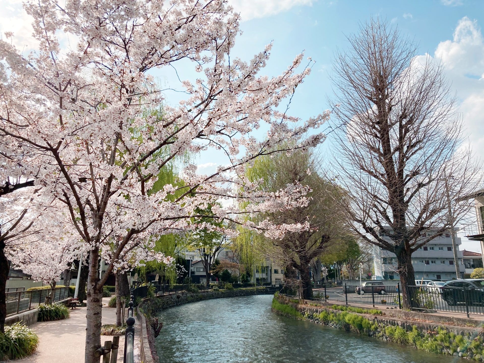 広瀬川河畔